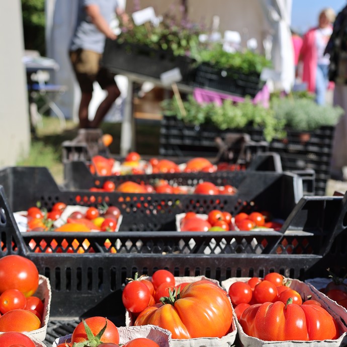 Viele reife Tomaten in Schalen im Vordergrund eines Marktstandes. (vergrößerte Bildansicht wird geöffnet)